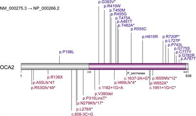 Genetic Analysis of 28 Chinese Families With Tyrosinase-Positive Oculocutaneous Albinism